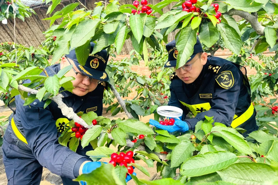 首次！“美早”直达欧洲