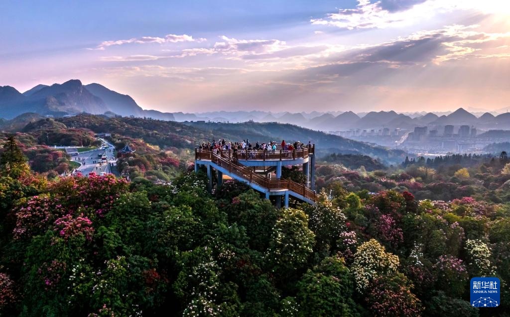 诗意中国丨几日春风又春雨 杜鹃依旧映山红