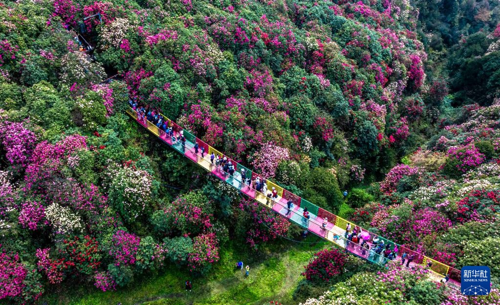 诗意中国丨几日春风又春雨 杜鹃依旧映山红