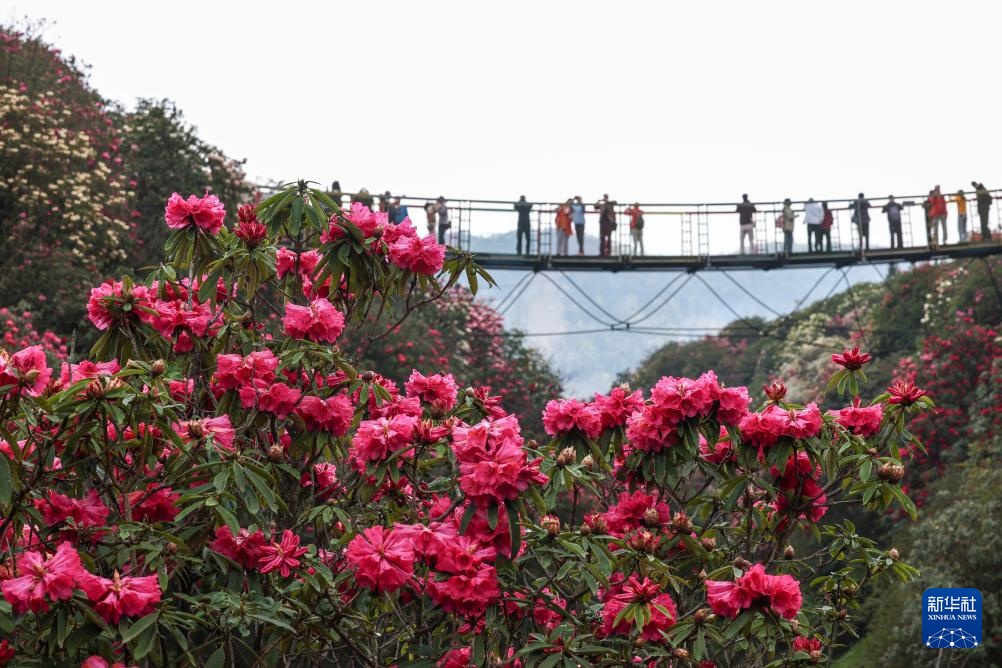 诗意中国丨几日春风又春雨 杜鹃依旧映山红
