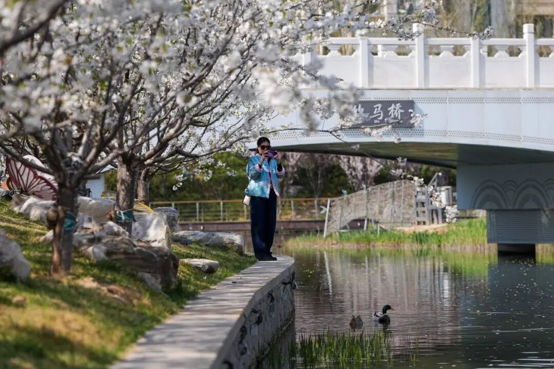来北京的河边，赴一场春天的约会吧