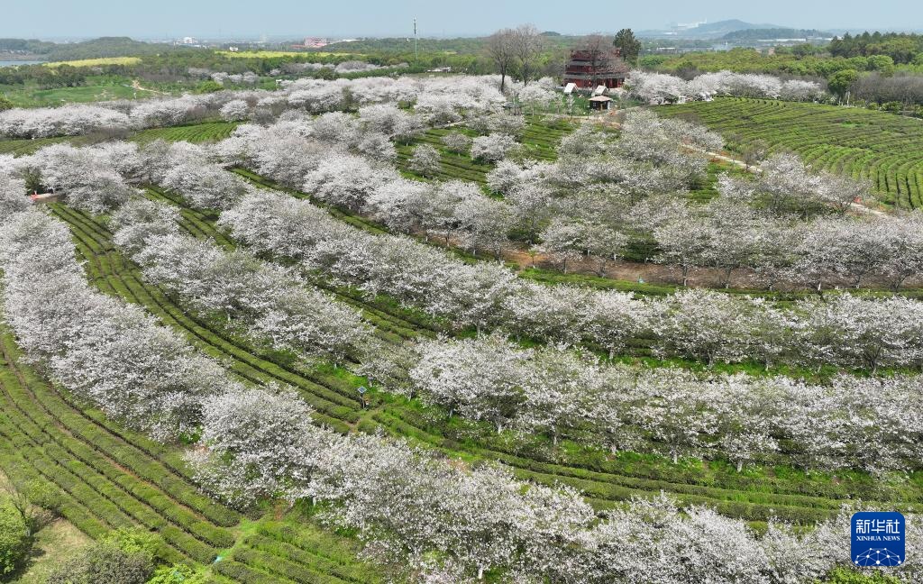 南昌：春风十里 樱花满谷