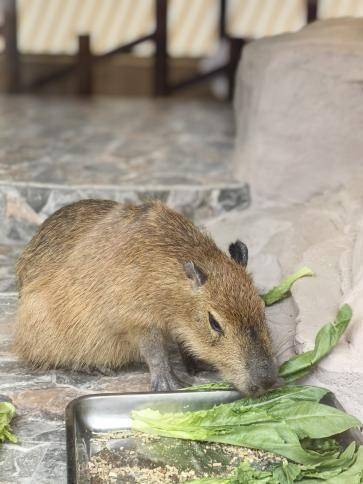 无锡太湖植物园卡皮巴拉出逃，悬赏1万元！