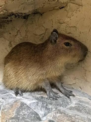 卡皮巴拉“萌萌”出逃！无锡太湖植物园发布寻豚启事！