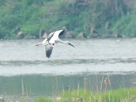 国家一级保护动物东方白鹳首次现身新津白鹤滩