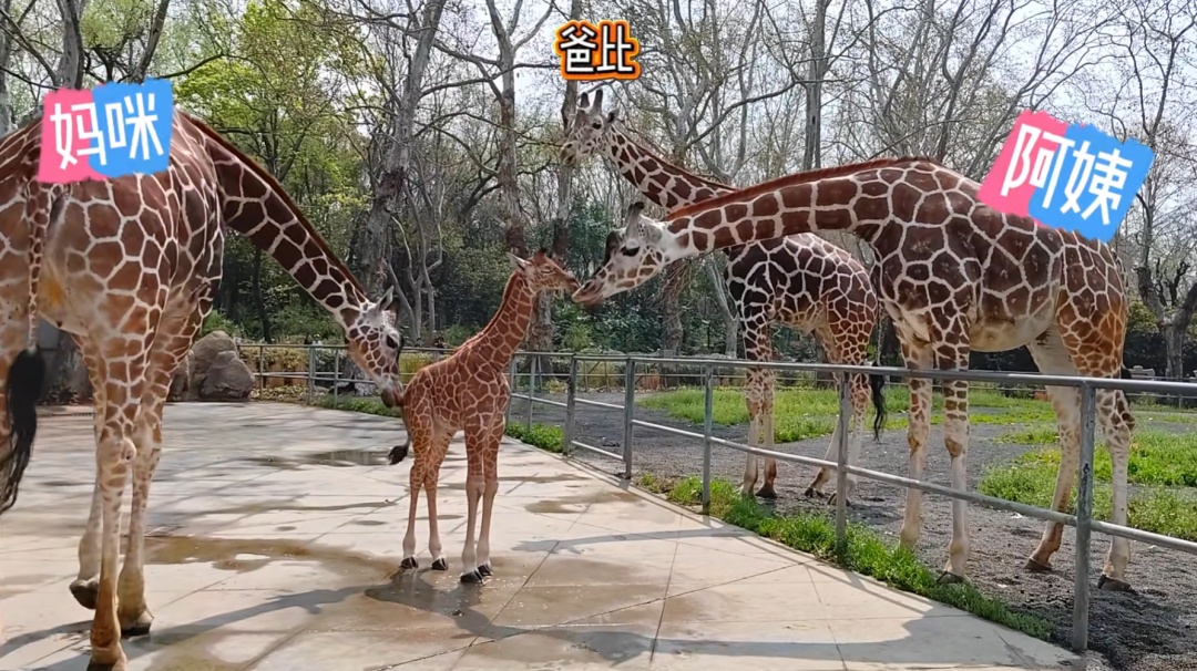 刚出生身高就1米93？家族喜讯不断！网友羡慕：我一生遥不可及的梦