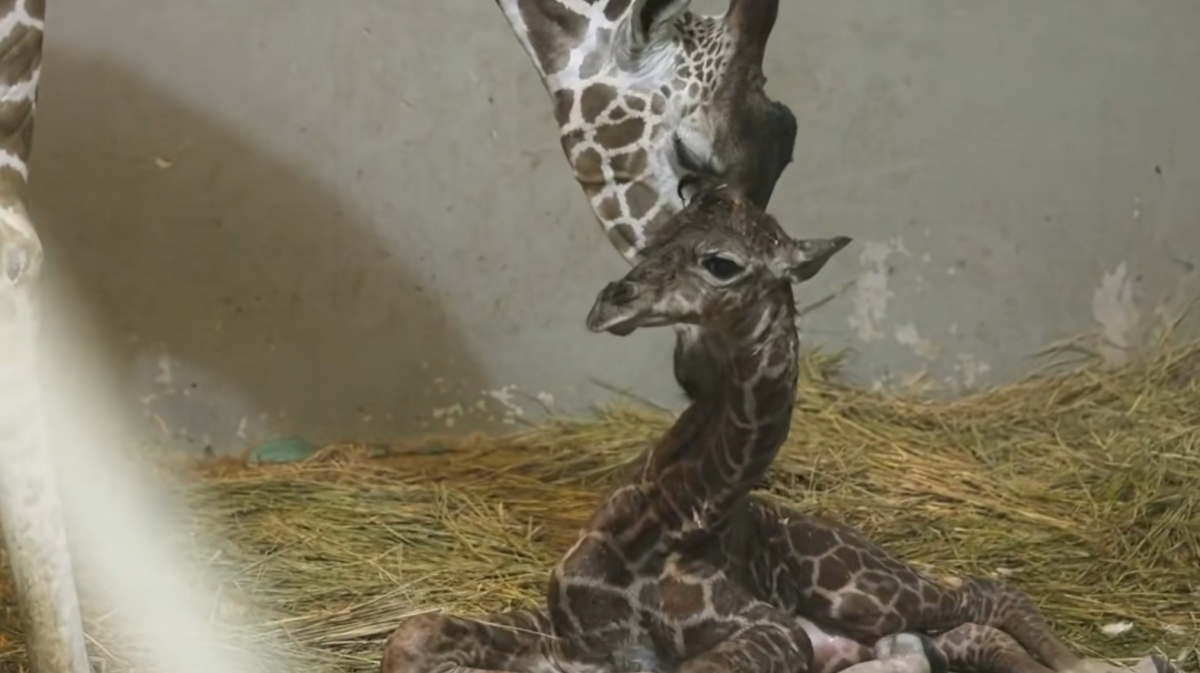 刚出生身高就1米93？家族喜讯不断！网友羡慕：我一生遥不可及的梦