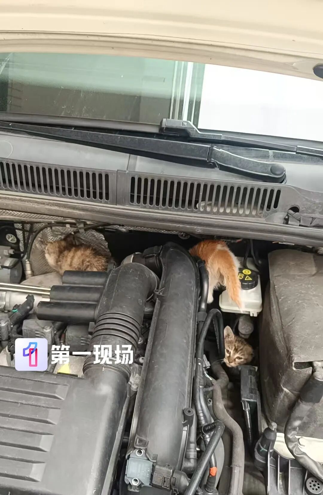 急！深圳车主求支招！猫妈妈带娃钻进发动机舱，向全网求助拯救“五小只”…