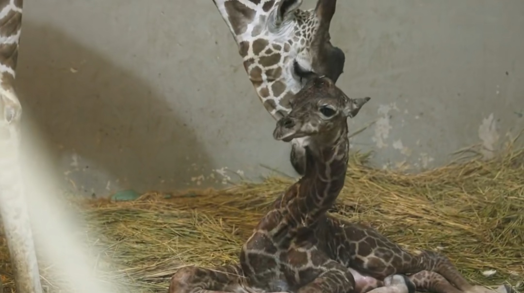 刚出生身高就1米93？家族喜讯不断！网友羡慕：我一生遥不可及的梦