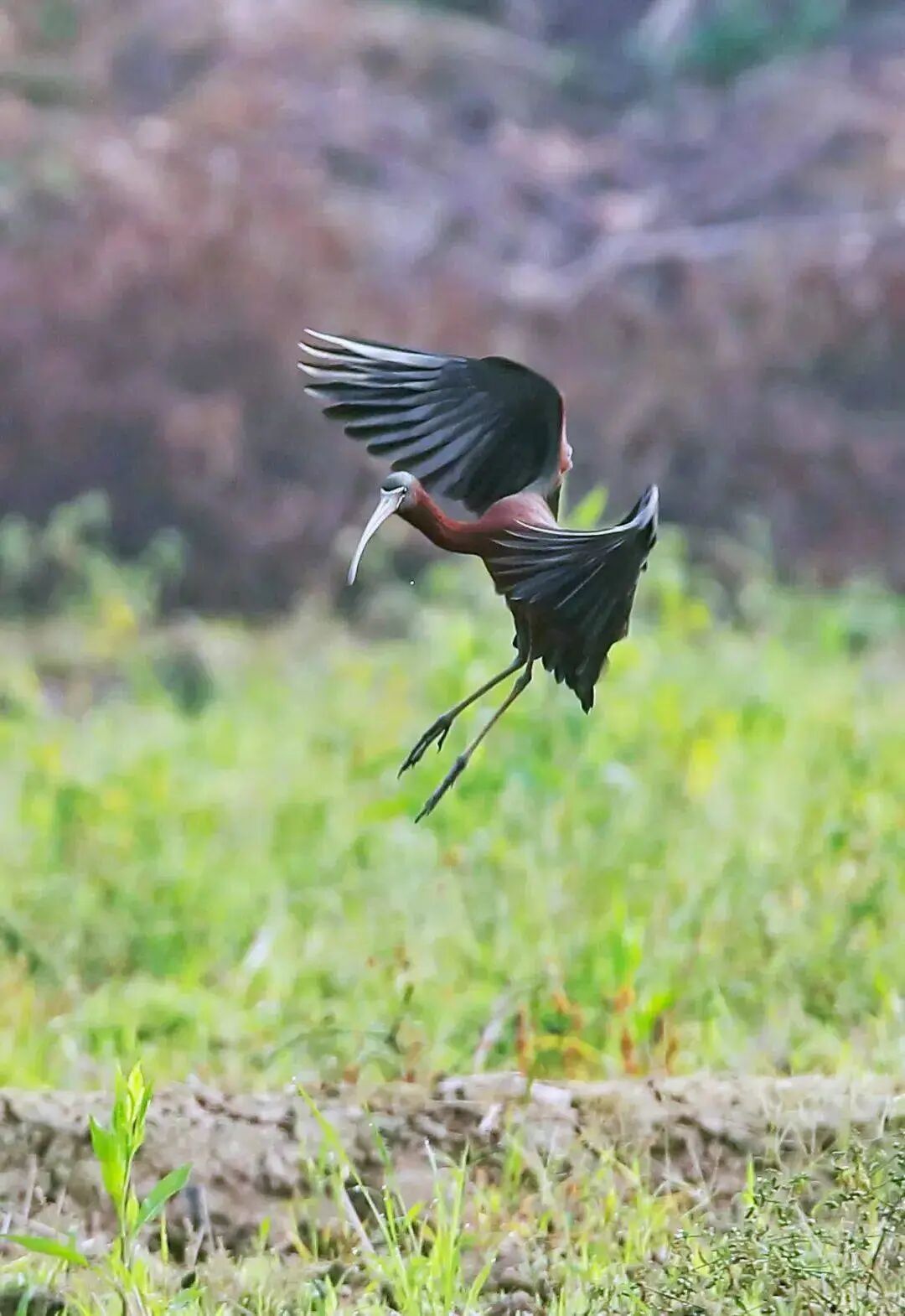 从1到3，深圳福田又迎来特殊“访客”