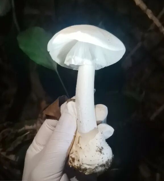 警惕！深圳已有12人“中招”！清明踏青这东西千万别碰…