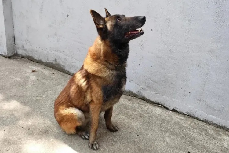 上海6只军犬即将退役，面向社会招募领养人，网友：英雄值得安稳余生！