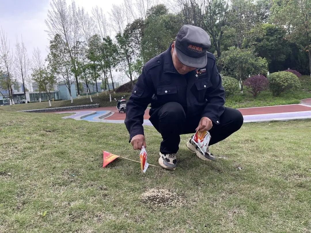 千万不要碰、不要踩！成都多处已出现红火蚁，专家：或与近期升温有关