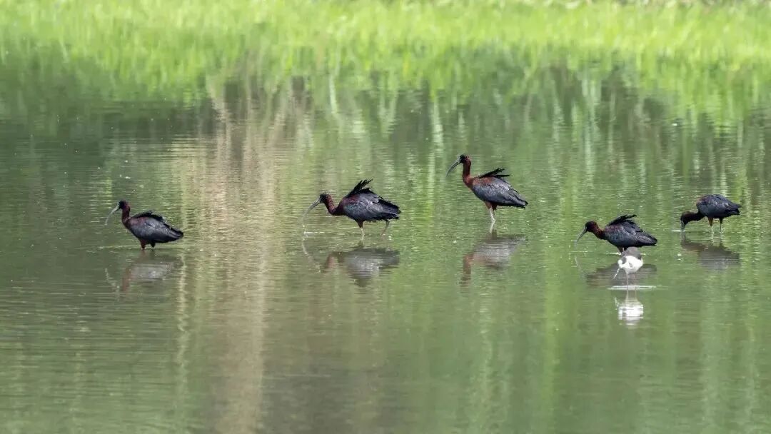 从1到3，深圳福田又迎来特殊“访客”