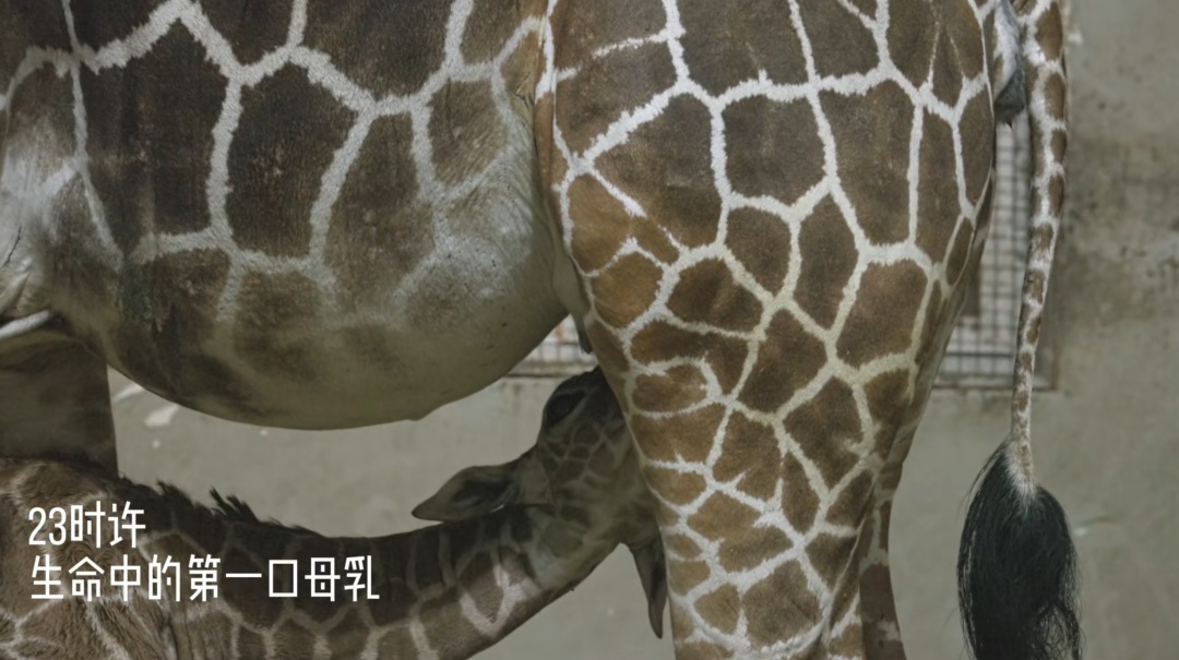 刚出生身高就1米93？家族喜讯不断！网友羡慕：我一生遥不可及的梦