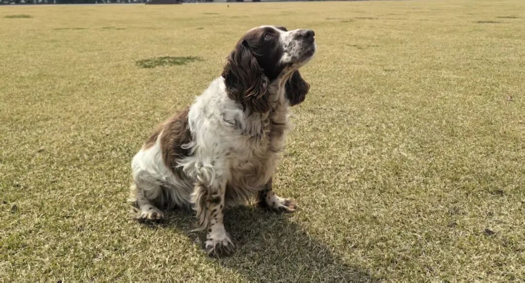 上海武警发布：6只军犬即将光荣退役，正在招募领养人！