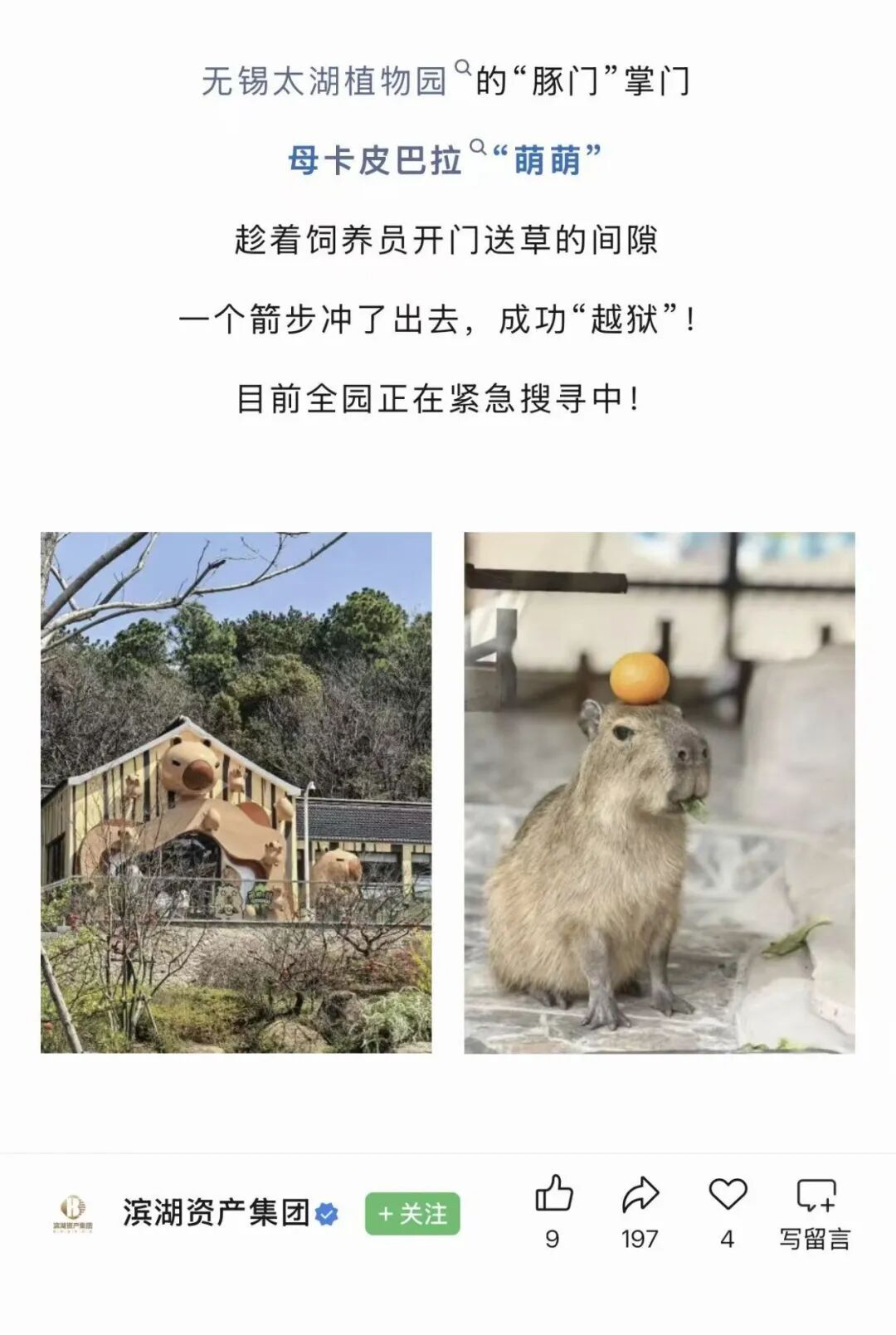 悬赏1万！寻找无锡“越狱”卡皮巴拉