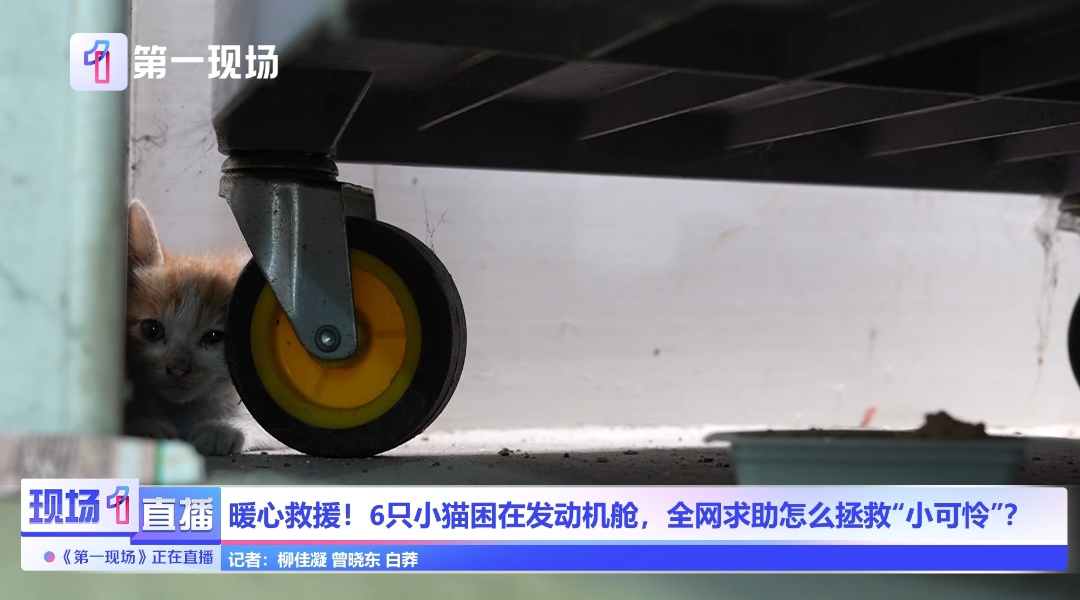 急！深圳车主求支招！猫妈妈带娃钻进发动机舱，向全网求助拯救“五小只”…