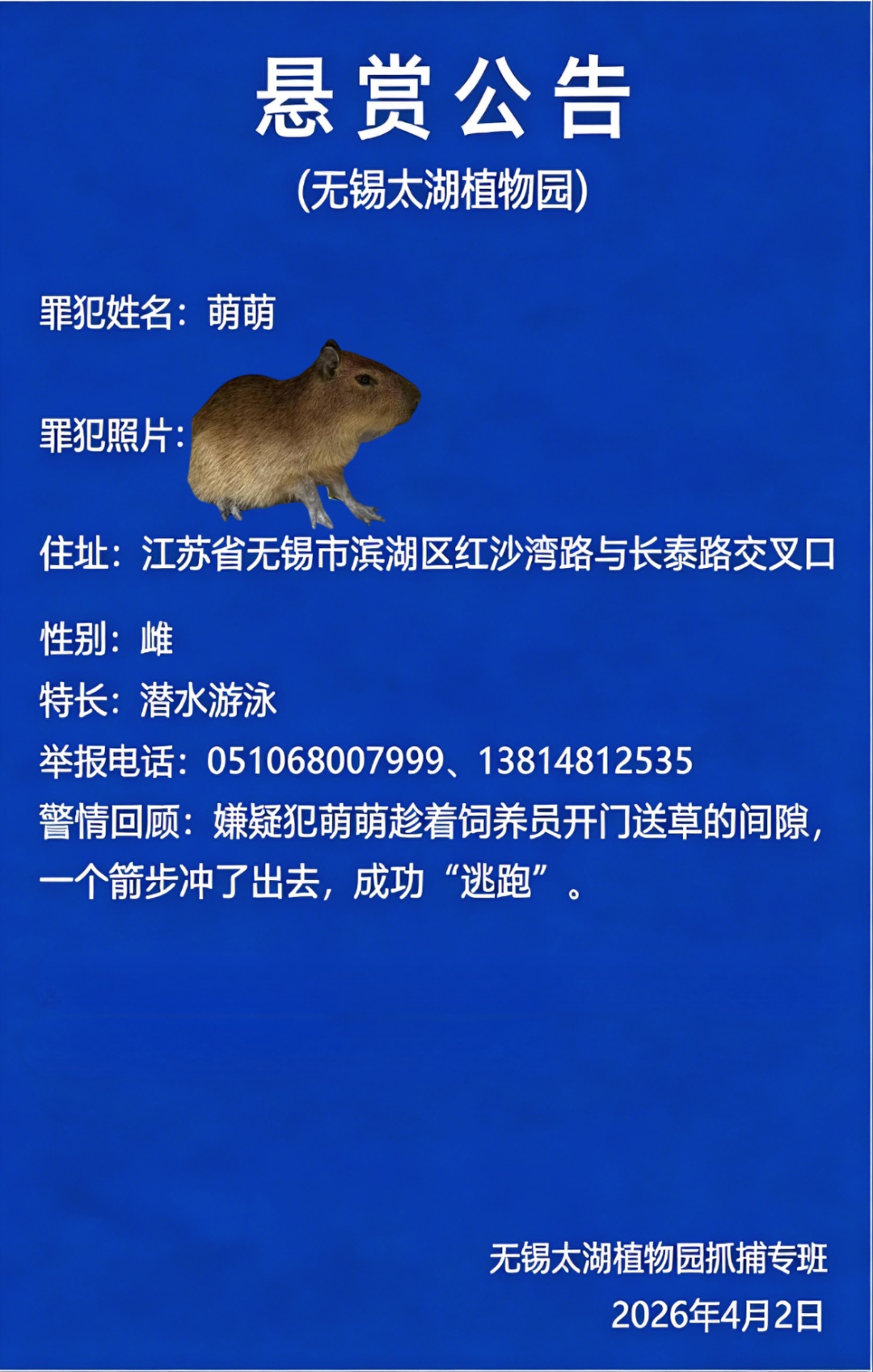 无锡太湖植物园卡皮巴拉出逃，悬赏1万元！
