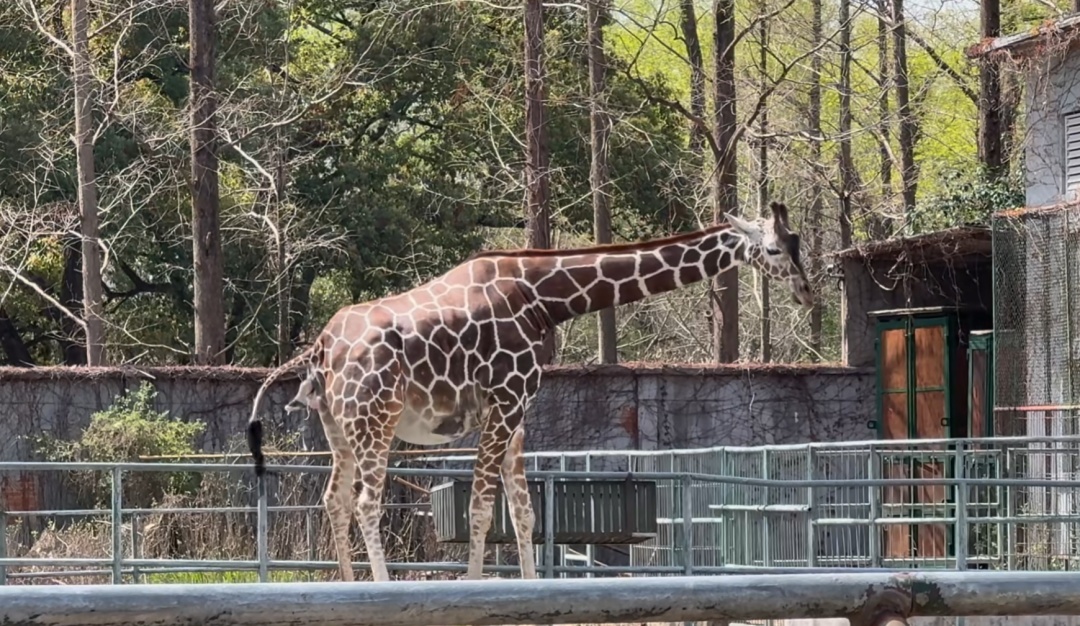 刚出生身高就1米93？家族喜讯不断！网友羡慕：我一生遥不可及的梦