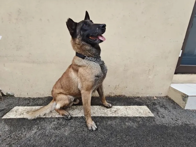 上海6只军犬即将退役，面向社会招募领养人，网友：英雄值得安稳余生！