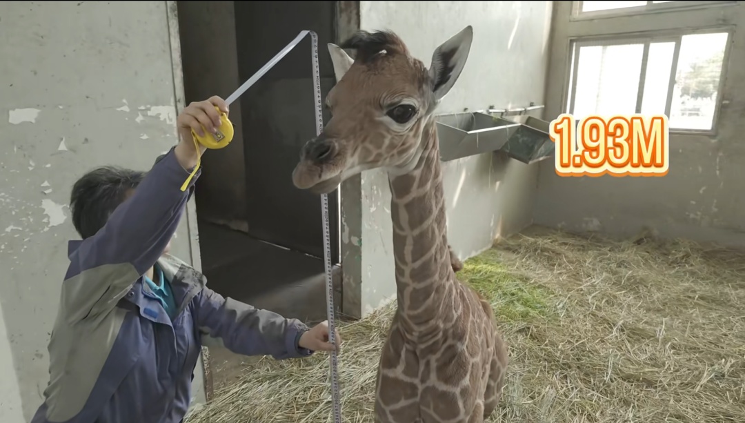 刚出生身高就1米93？家族喜讯不断！网友羡慕：我一生遥不可及的梦