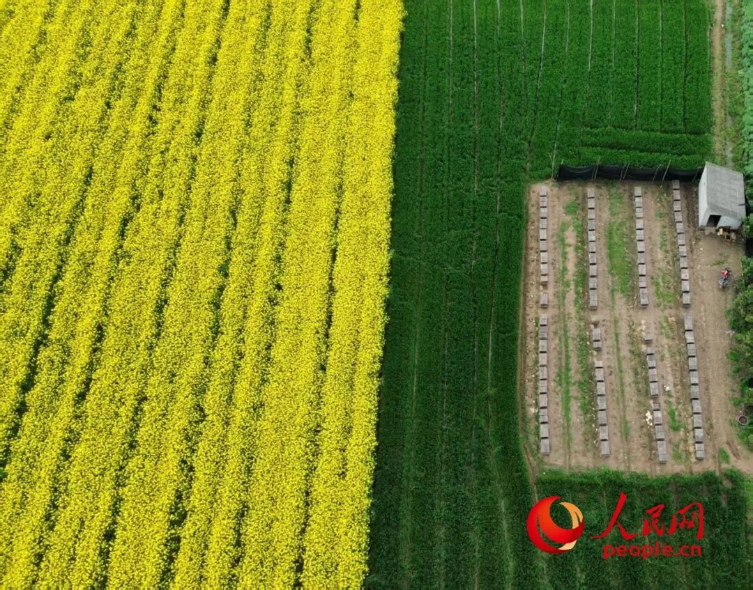 油菜花开了，蜜蜂却死了？