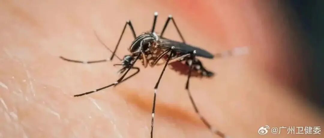 蚊子真比往年凶？广东进入蚊媒传染病高发季，专家教你识别“两热”