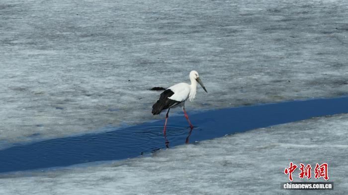 中国最东端湿地迎候鸟迁徙高峰