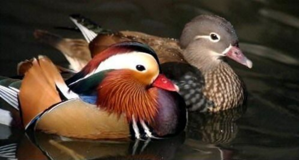 蹄兔非兔，象鼩非鼩——我们弄错了的动物知识