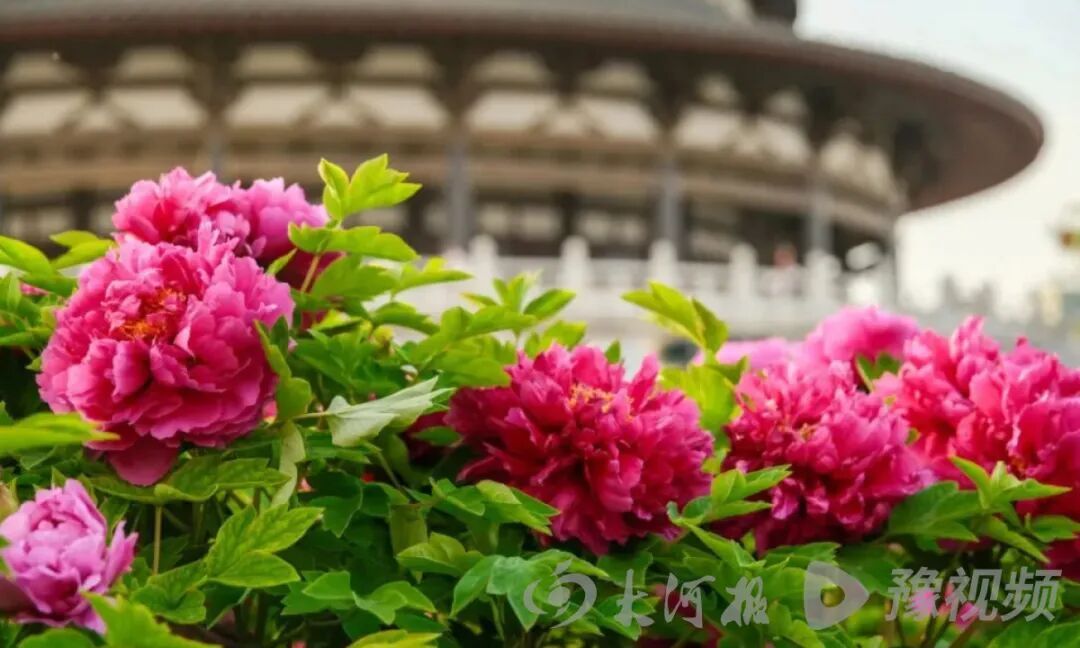 河南博物院、白马寺清明小长假预约已满！河南多地景区官宣：免票