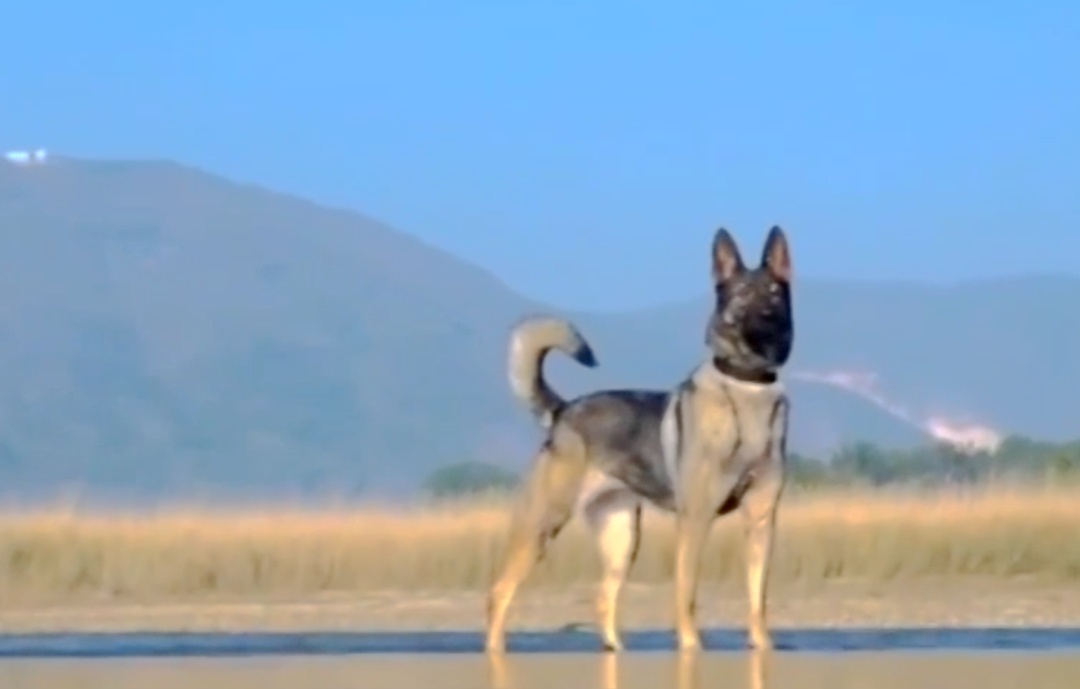 18岁缉毒烈士生命最后一刻，仍保持控制嫌犯姿势……