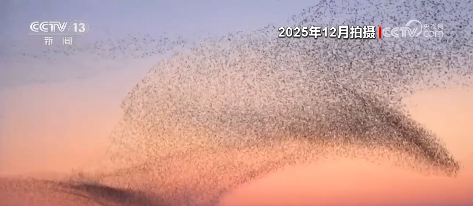 湿地繁茂、万鸟蹁跹 在绿水青山间书写湿地保护生态答卷