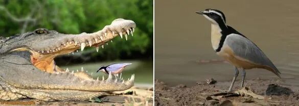 蹄兔非兔，象鼩非鼩——我们弄错了的动物知识