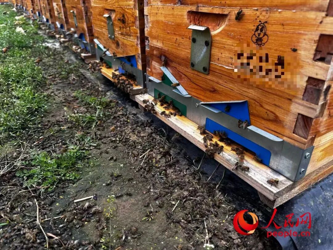 油菜花开了，蜜蜂却死了？