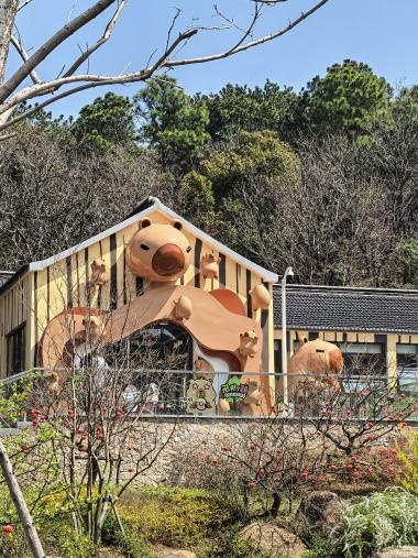 卡皮巴拉“萌萌”出逃！无锡太湖植物园发布寻豚启事！