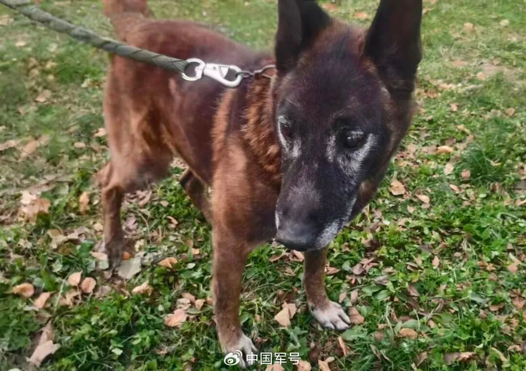 给TA们一个家！5只退役军犬征集领养人