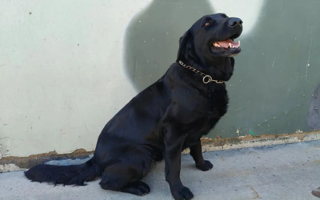 上海武警发布：6只军犬即将光荣退役，正在招募领养人！