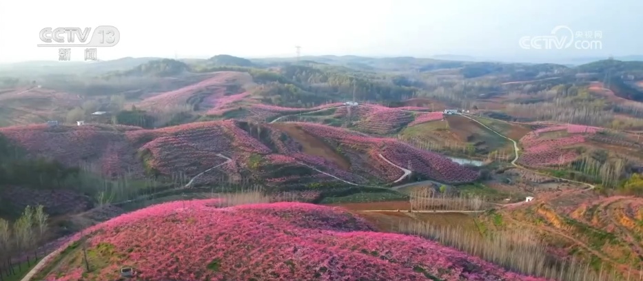 从“看花” 到“赏花+” 春日经济以“小而美”文旅业态撬动乡村大发展