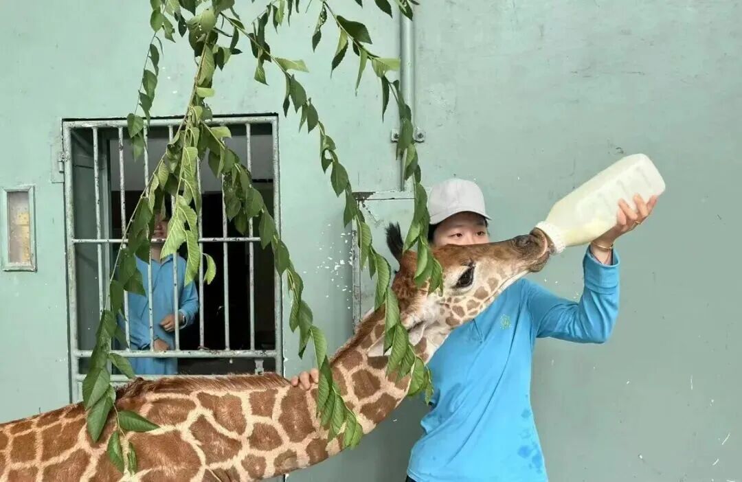 刚出生身高就1米93？家族喜讯不断！网友羡慕：我一生遥不可及的梦