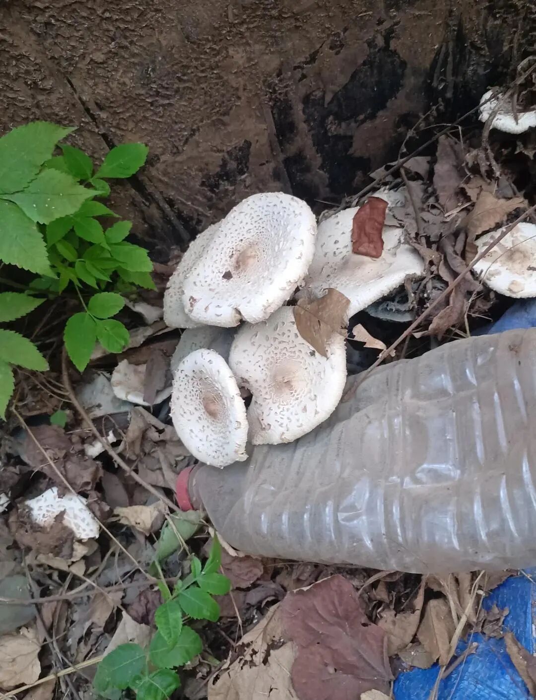 警惕！深圳已有12人“中招”！清明踏青这东西千万别碰…