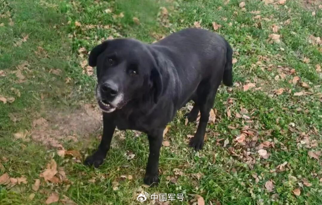 给TA们一个家！5只退役军犬征集领养人