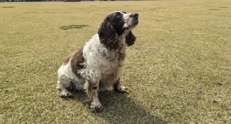 上海6只军犬即将退役，面向社会招募领养人，网友：英雄值得安稳余生！