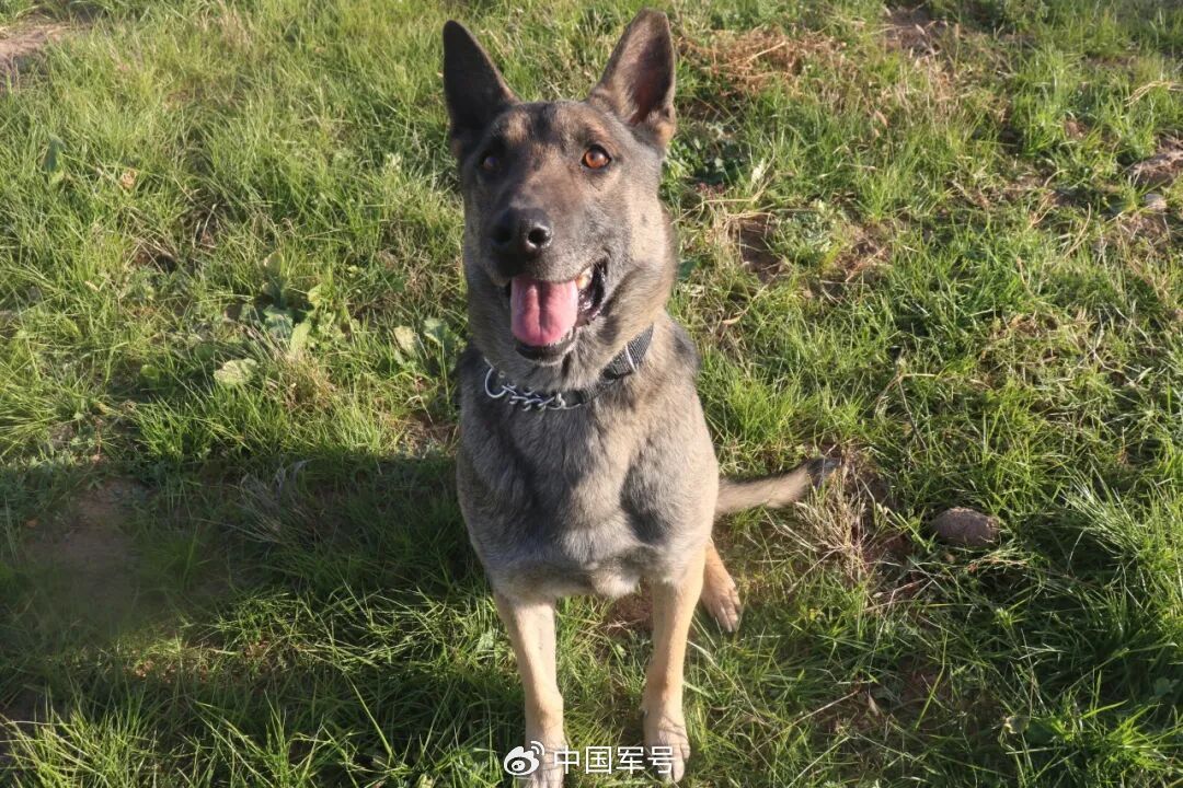 给TA们一个家！5只退役军犬征集领养人