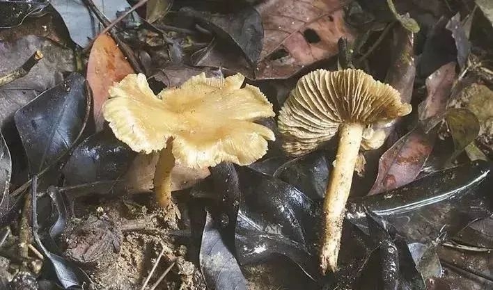 警惕！深圳已有12人“中招”！清明踏青这东西千万别碰…