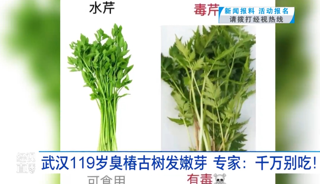 武汉119岁臭椿古树发嫩芽，千万别当香椿炒鸡蛋，有毒！