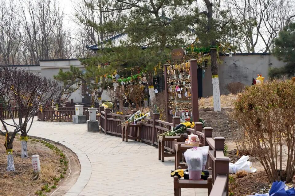 生态安葬，不只是“省地省事”那么简单