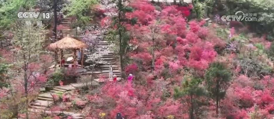 从“看花” 到“赏花+” 春日经济以“小而美”文旅业态撬动乡村大发展