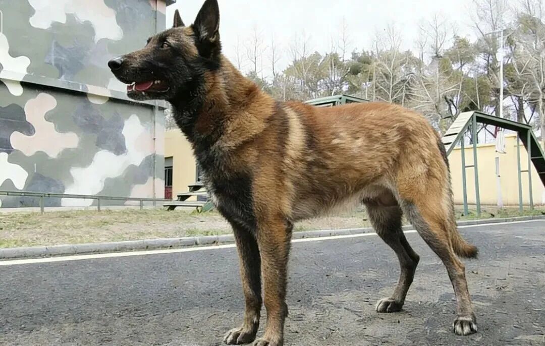 上海武警发布：6只军犬即将光荣退役，正在招募领养人！