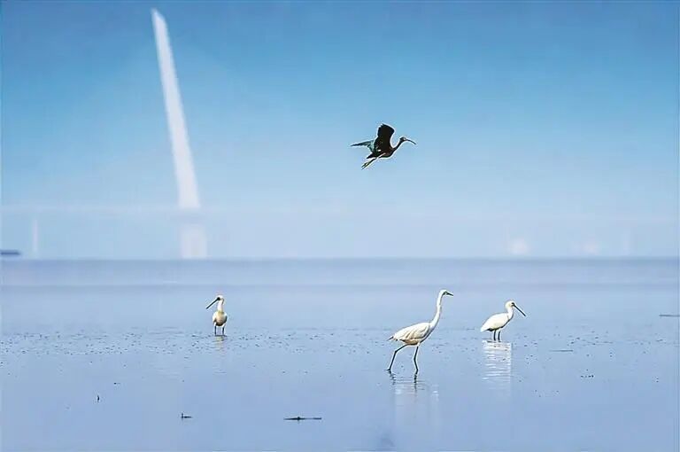 从1到3，深圳福田又迎来特殊“访客”